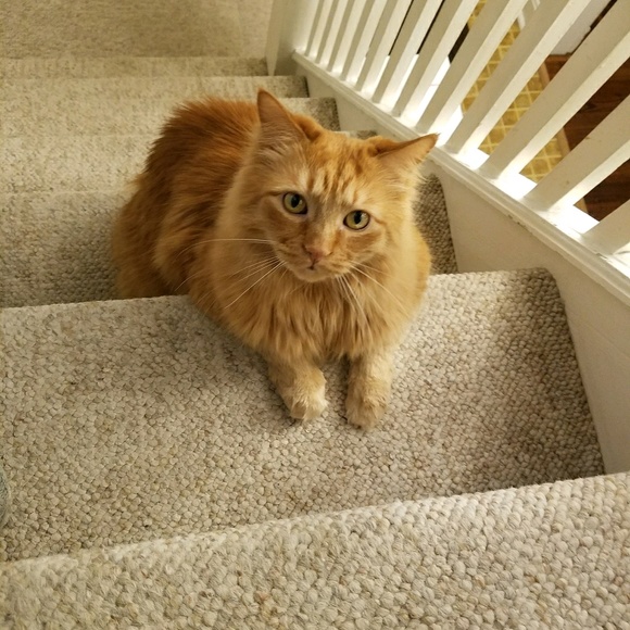 Meet your Posher, Jessica - Picture 1 of 1